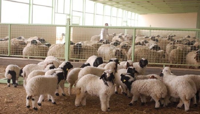 يشهد العراق واحدة من أخطر الأزمات الزراعية والحيوانية في تاريخه الحديث، بعدما سجل خسائر غير مسبوقة في الثروة الحيوانية خلال الأشهر الماضية نتيجة تفاقم شحّ المياه وجفاف المراعي وتراجع الإطلاقات المائية في نهري دجلة والفرات.