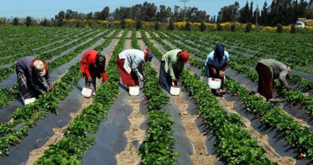 لا يتوقع المزارع عادل البلطي (38 عاماً) أن يصمد طويلاً أمام حجم التحديات التي يواجهها يومياً لمواصلة نشاطه في قطعة الأرض الزراعية التي ورثها عن عائلته في منطقة بوسالم شمال غربي تونس. يمتلك عادل نحو 15 هكتاراً موزعة بين زراعة الحبوب وبعض أصول الزيتون