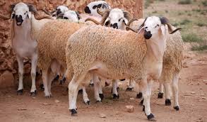 عَبَّر مربُّو ماشية في المغرب عن ضيقهم بارتفاع أسعار الأعلاف، ما من شأنه التأثير سلبًا بخطة الحكومة لإعادة تشكيل القطيع الذي تراجع بسبب توالي سنوات الجفاف.